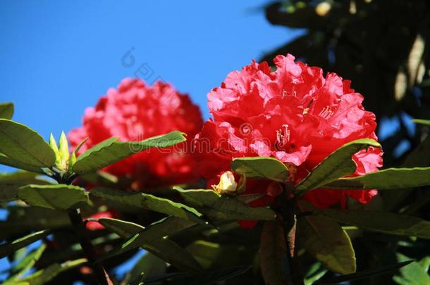 花,红色的杜鹃花,杜鹃花