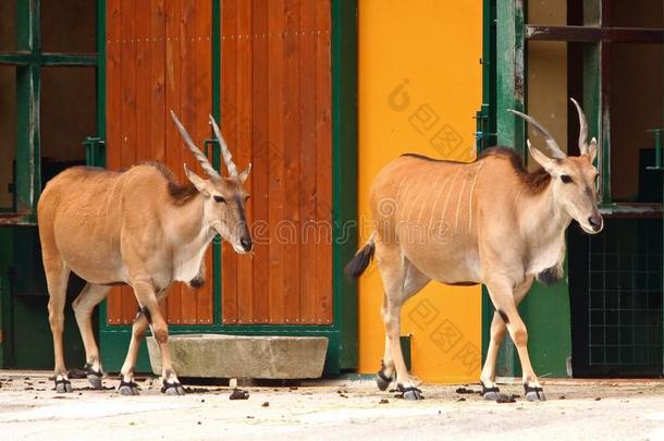 两个非洲旋角大羚羊羚羊采用指已提到的人动物园