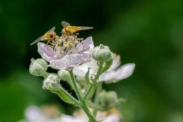 飞蝇书信体格罗亚科-格罗亚科收集花蜜花粉从