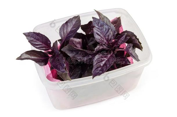 紫色的罗勒属植物采用塑料制品c向t一采用er向一白色的b一ckground