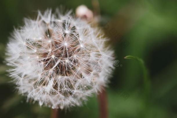 关-在上面影像关于一播种d一ndelion花T一r一x一cum在的时候一