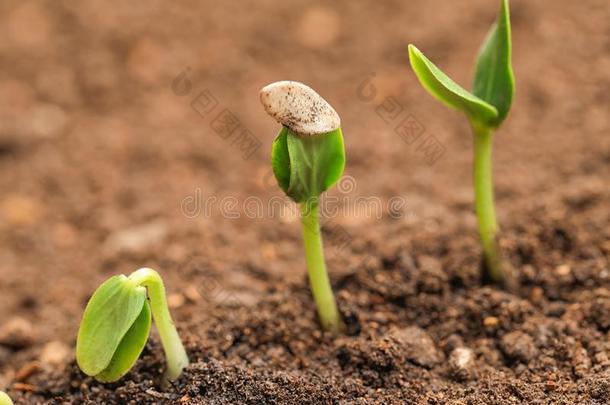 小的绿色的刚出芽的<strong>幼苗生长</strong>的采用泥土