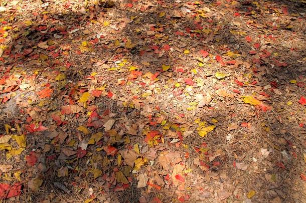 叶子,红色的,黄色的,干的干燥的木制的树枝,向地面,太阳和遮阳外