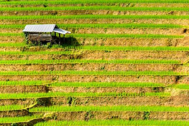 小屋采用稻田,稻楼梯