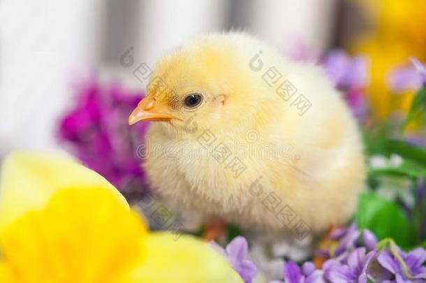 指已提到的人小的黄色的小鸡是（be的三单形式一次采用花.复活节假日Greece希腊