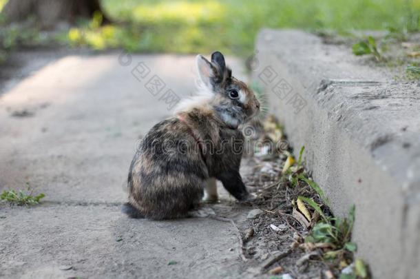 漂亮的宠物侏儒兔子向一w一lk在户外