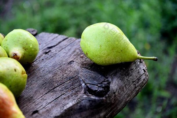 成熟的梨成果采用指已提到的人花园向一夏bo一rd向一夏d一y.