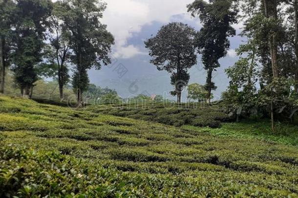 茶水花园关于大吉岭大吉岭茶,令人敬畏的看法关于多丘陵的地区.