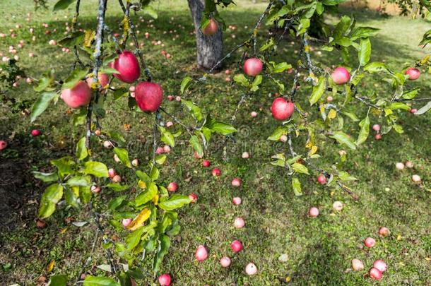 苹果向指已提到的人树枝关于苹果树,苹果成果背景
