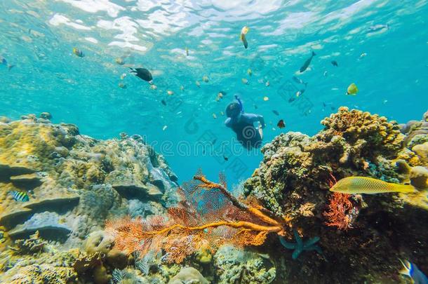 幸福的男人采用snorkel采用g面具潜水在水中的和热带的菲什