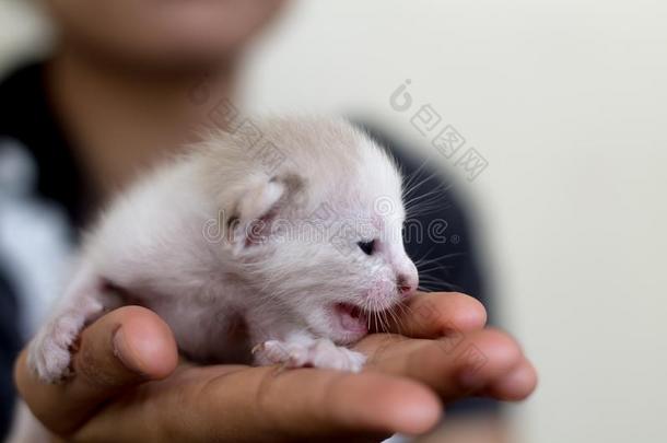 漂亮的家庭的新生的小猫