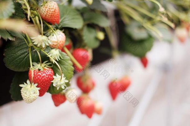 采摘新鲜的草莓