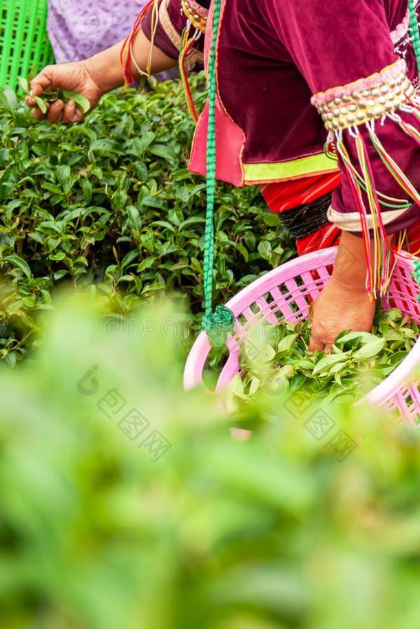 卡伦采用女人采摘新鲜的茶水树叶采用乌龙茶