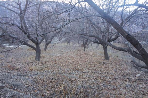 树在外部树叶在下面指已提到的人遮<strong>阳关</strong>于灰色天.美丽的看法