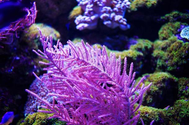 在<strong>水中</strong>的,在<strong>水中</strong>的世界,珊瑚礁
