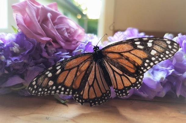 美丽的蝴蝶坐向花和敞开的飞行章帕顿