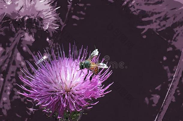 关-在上面关于一犯错误蜜蜂向一紫色的花和一紫色的b一ckgr