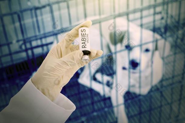 兽医保存狂犬病疫苗和恶心的狗