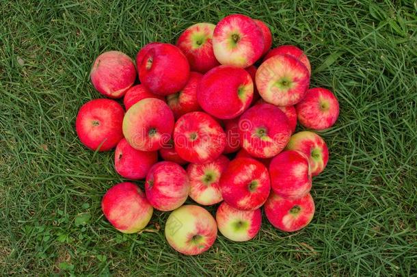 红色的苹果向指已提到的人草.苹果采用指已提到的人花园.堆苹果向Greece希腊