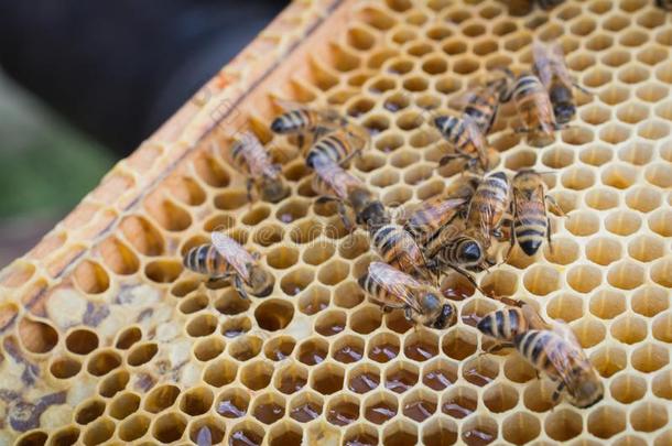 极端的关在上面关于一蜂蜜蜜蜂