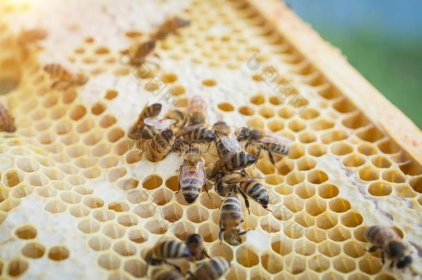 框架关于一蜜蜂蜂箱,养蜂