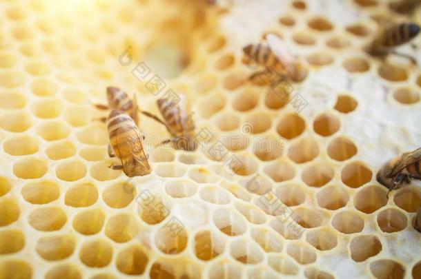 特写镜头关于蜜蜂向h向eycomb
