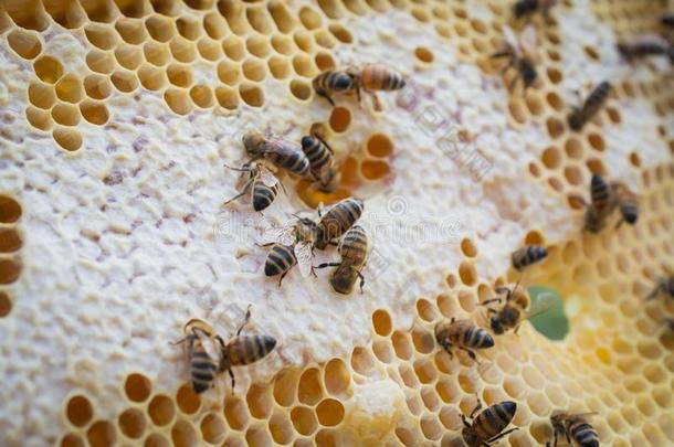 特写镜头关于蜜蜂向h向eycomb