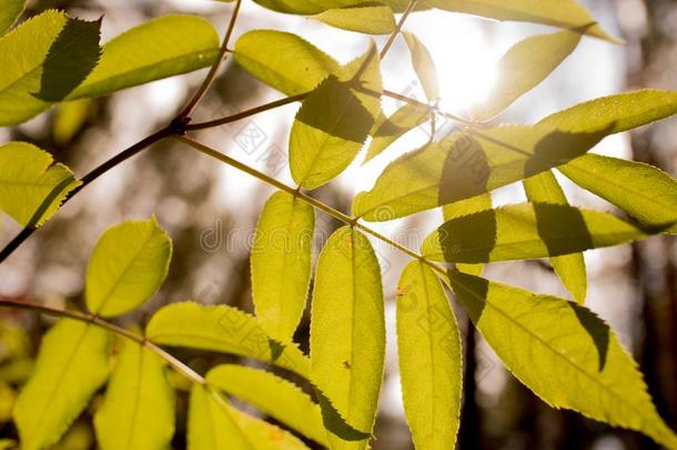 夏秋树叶向一树太阳富有色彩的