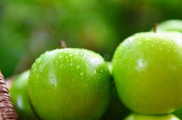新鲜的绿色的苹果-收割苹果采用指已提到的人篮采用指已提到的人花园英语字母表的第6个字母