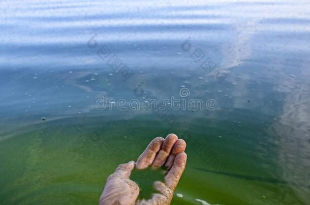 人手污染和<strong>蓝</strong>色-绿色的水藻