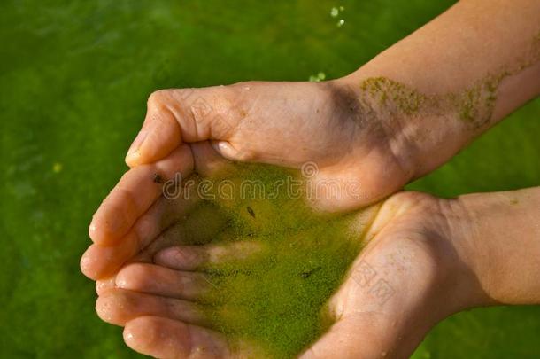 小孩手和蓝色-绿色的水藻