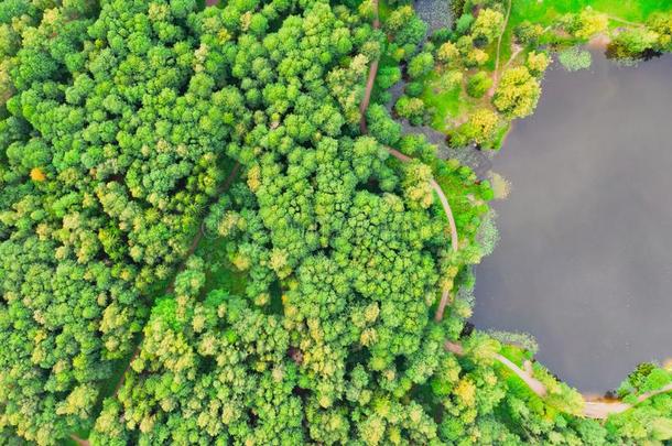 空气的看法关于美丽的密集的森林关于混合的树在近处一池塘