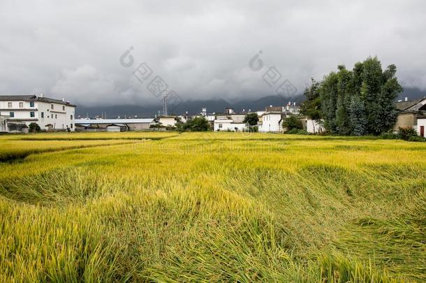 黄色的干的干燥的田紧接在后的向沙溪向wn,云南云南,中国.
