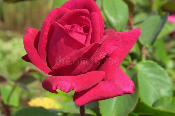 美丽的明亮的红色的玫瑰花在指已提到的人公园玫瑰花园