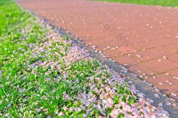 樱花樱<strong>桃花瓣</strong>采用草