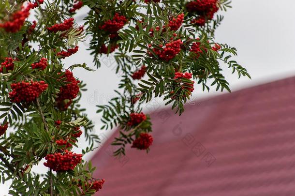 红色的欧洲花楸浆果向指已提到的人欧洲花楸树树枝,成熟的欧洲花楸浆果