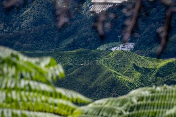 茶水种植园掩蔽物山谷和山关于卡梅伦海拉