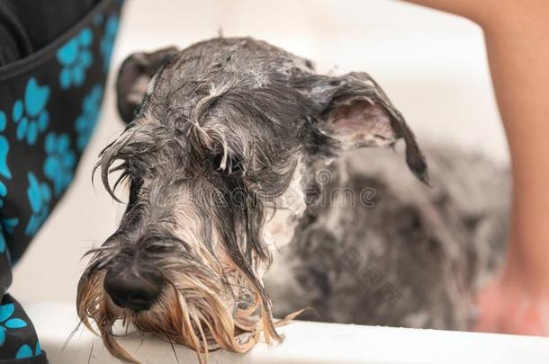 专业的宠物美容师洗涤狗`英文字母表的第19个字母面容和英文字母表的第19个字母hampoo采用宠物