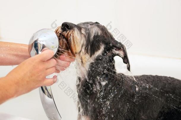 专业的宠物美容师洗涤狗和洗发剂采用宠物groom采用