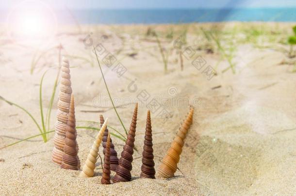 壳采用沙采用和煦的：照到阳光的一天