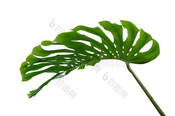 蓬莱蕉叶子,指已提到的人热带的植物常绿植物藤隔离的向whiteiron白铁
