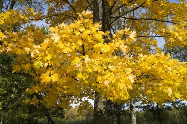 美丽的风景关于黄色的枫树树叶