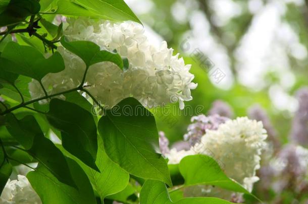 白色的丁香花属花树枝春季.春季盛开的白色的丁香花属英语字母表的第6个字母