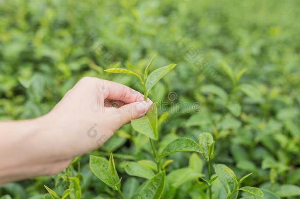 采摘茶水树叶在旁边手采用有机的绿色的茶水