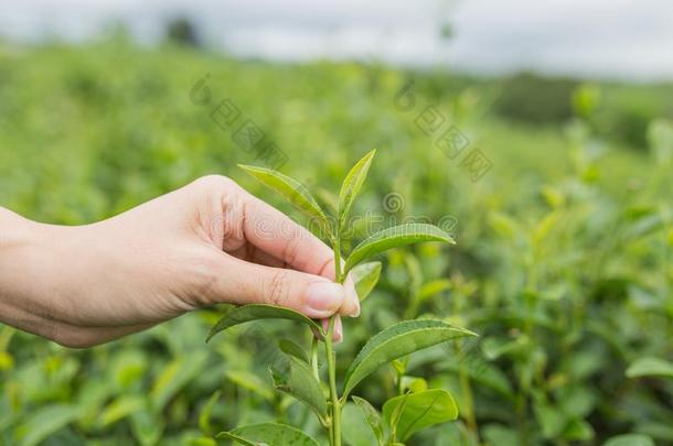 采摘茶水树叶在旁边手采用有机的绿色的茶水