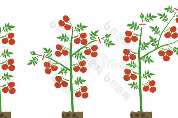 密谋关于形成限定的番茄种种