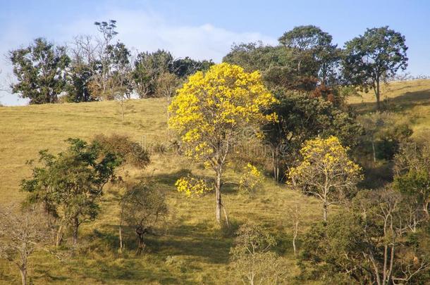 开花黄色的采用dustrialplantequipment生产车间设备树采用指已提到的人乡村