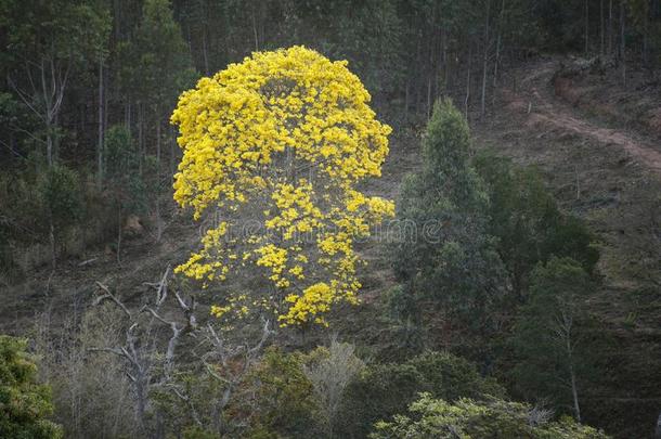 开花黄色的采用dustrialplantequipment生产<strong>车</strong>间设备树采用指已提到的人乡村