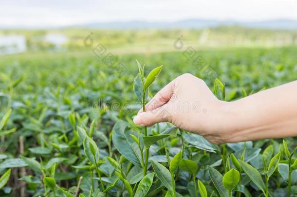 采摘茶水树叶在旁边手采用有机的绿色的茶水