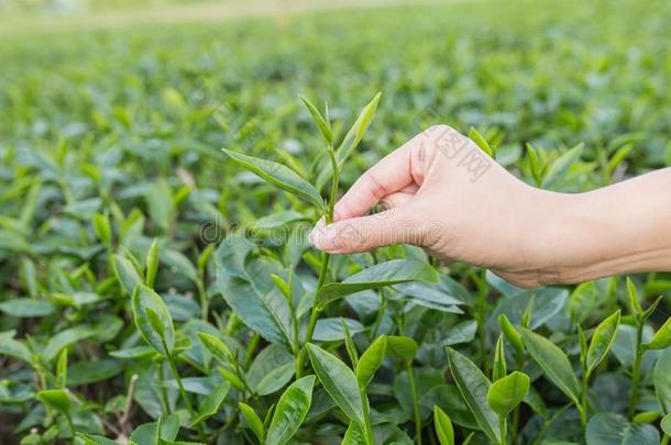 采摘茶水树叶在旁边手采用有机的绿色的茶水